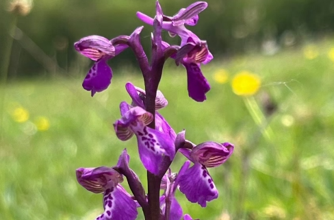 Hense Moor Orchid