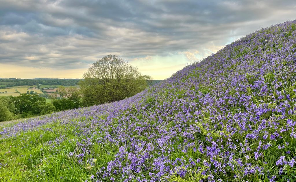 Spring bluebells Dumpdon Hill May 2025